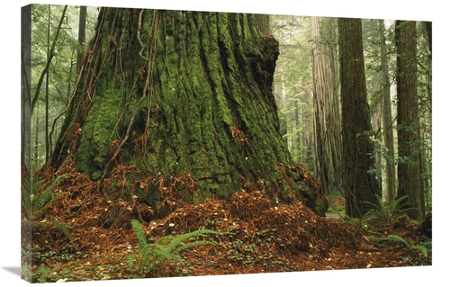 Global Gallery GCS-452832-2436-142 24 x 36 in. Coast Redwood Old-Growt