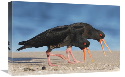 Global Gallery GCS-397473-1624-142 16 x 24 in. Variable Oystercatcher 