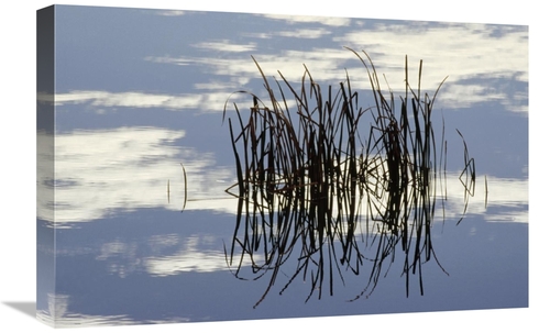 Global Gallery GCS-452869-1624-142 16 x 24 in. Common Cattail Blades&#