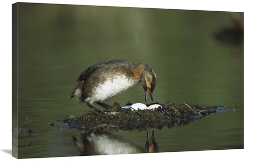 Global Gallery GCS-451895-2436-142 24 x 36 in. Horned Grebe Adult on F