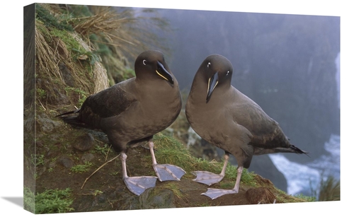 Global Gallery GCS-451798-1624-142 16 x 24 in. Sooty Albatross Pair on
