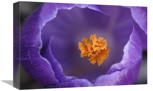 Global Gallery GCS-398004-1218-142 12 x 18 in. Dutch Crocus Flower&#44