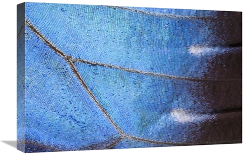 Global Gallery GCS-395296-1624-142 16 x 24 in. Blue Morpho Butterfly W