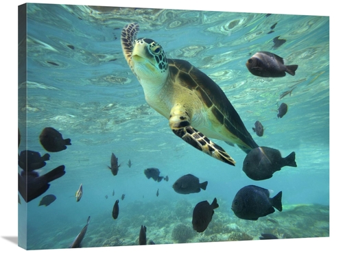 Global Gallery GCS-396255-2432-142 24 x 32 in. Green Sea Turtle, B