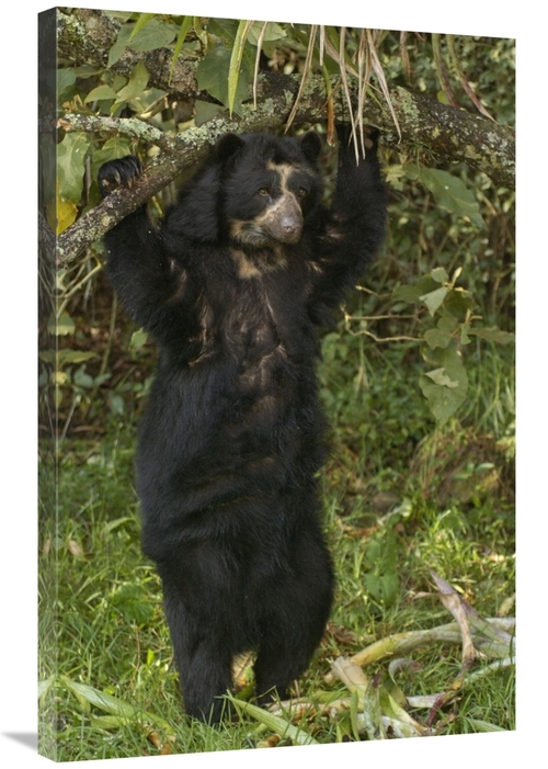 Global Gallery GCS-453140-2436-142 24 x 36 in. Spectacled Bear, Cl