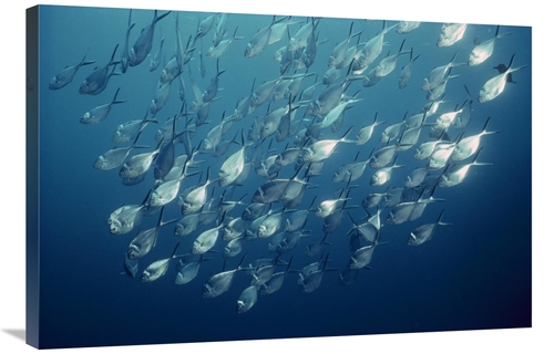 Global Gallery GCS-451754-2436-142 24 x 36 in. Steel Pompano Schooling