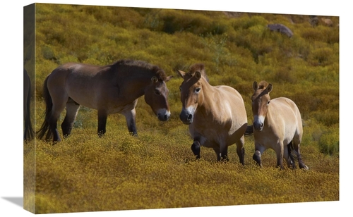 Global Gallery GCS-450872-1624-142 16 x 24 in. Przewalskis Horse Trio 
