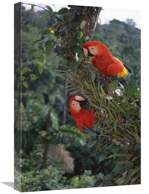 Global Gallery GCS-451497-1624-142 16 x 24 in. Scarlet Macaw Pair in R