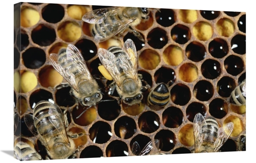 Global Gallery GCS-452421-2030-142 20 x 30 in. Honey Bee Colony on Hon