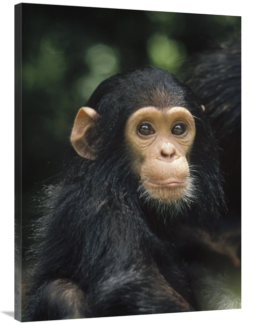 Global Gallery GCS-452774-3040-142 30 x 40 in. Chimpanzee Baby Portrai