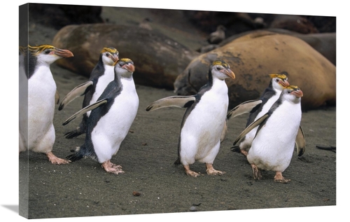 Global Gallery GCS-452443-2030-142 20 x 30 in. Royal Penguin Group on 