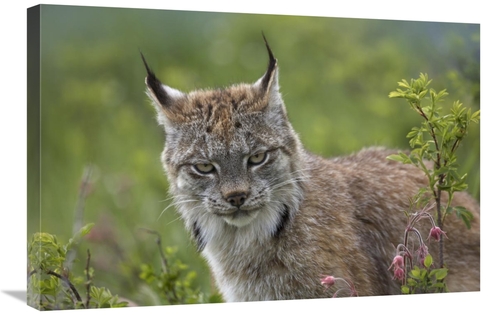 Global Gallery GCS-396037-2030-142 20 x 30 in. Canada Lynx Portrait&#4