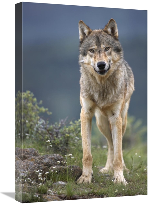 Global Gallery GCS-395965-1624-142 16 x 24 in. Gray Wolf North America