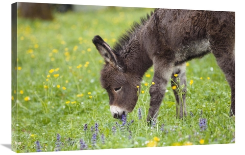 Global Gallery GCS-398476-2436-142 24 x 36 in. Donkey Foal Grazing,
