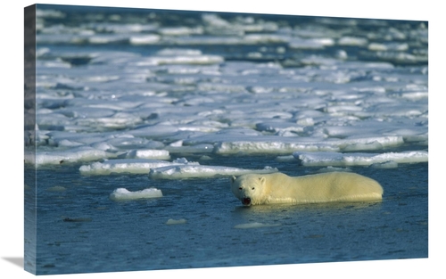 Global Gallery GCS-452633-2030-142 20 x 30 in. Polar Bear Wading in Wa