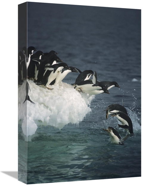 Global Gallery GCS-451718-1218-142 12 x 18 in. Adelie Penguin Group Le