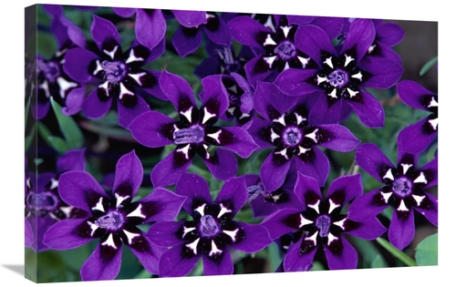 Global Gallery GCS-397240-2030-142 20 x 30 in. Painted Petal Spring Fl