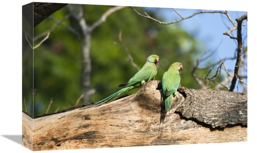 Global Gallery GCS-453652-1218-142 12 x 18 in. Rose-Ringed Parakeet Pa