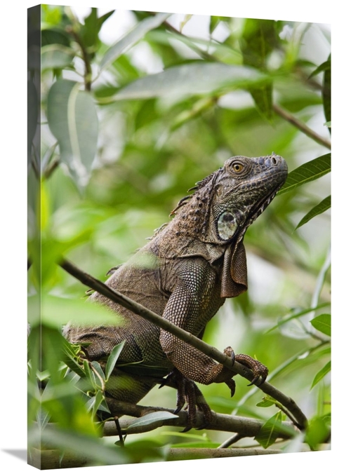 Global Gallery GCS-452683-2030-142 20 x 30 in. Green Iguana on Branche