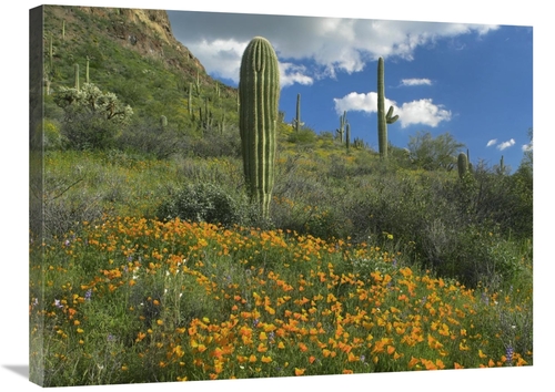 Global Gallery GCS-395947-2432-142 24 x 32 in. California Poppy & Sagu