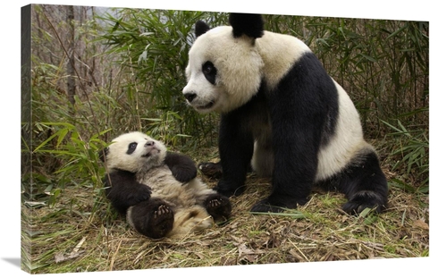 Global Gallery GCS-453018-2436-142 24 x 36 in. Giant Panda & Baby in B