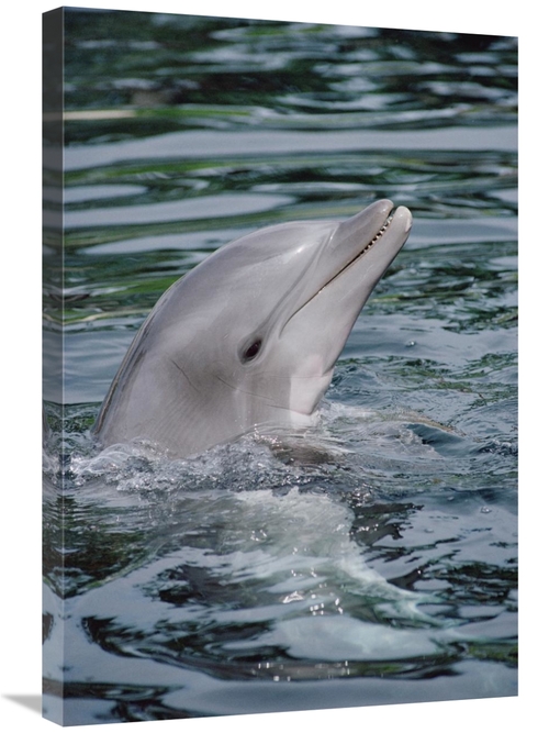 Global Gallery GCS-450626-2030-142 20 x 30 in. Bottlenose Dolphin Port