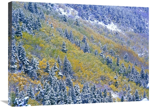 Global Gallery GCS-396972-2432-142 24 x 32 in. Aspen & Spruce Trees Du