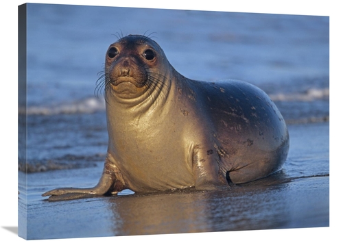 Global Gallery GCS-396644-2432-142 24 x 32 in. Northern Elephant Seal 