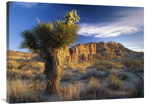 Global Gallery GCS-396232-3040-142 30 x 40 in. Joshua Tree at Red Rock