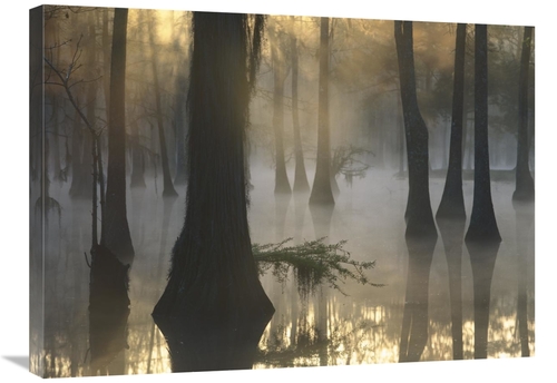 Global Gallery GCS-452056-2432-142 24 x 32 in. Bald Cypress Grove in F