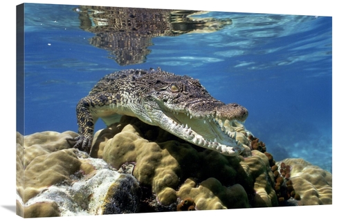 Global Gallery GCS-397962-2436-142 24 x 36 in. Saltwater Crocodile Und