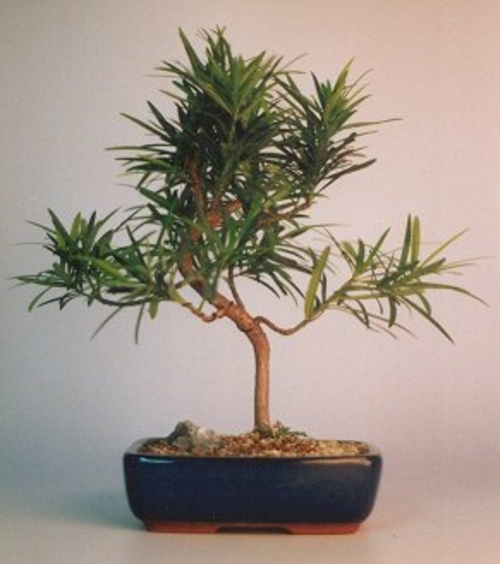 Flowering Podocarpus Bonsai Tree"curved" - Medium(podocarpus