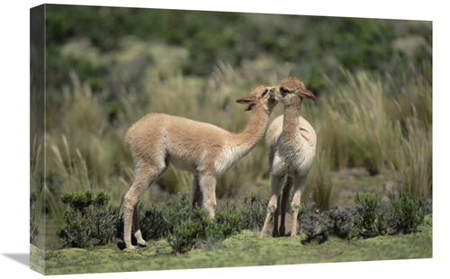 Global Gallery GCS-451504-1624-142 16 x 24 in. Vicunas Nuzzling, P