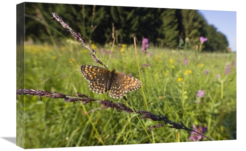 Global Gallery GCS-452720-1624-142 16 x 24 in. False Heath Fritillary 