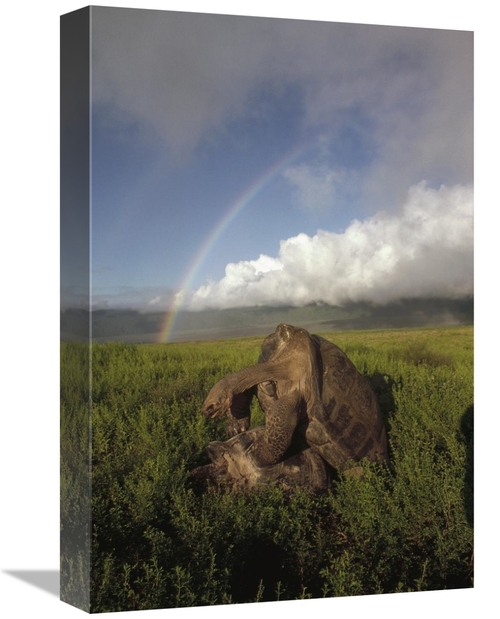 Global Gallery GCS-451162-1218-142 12 x 18 in. Galapagos Giant Tortois