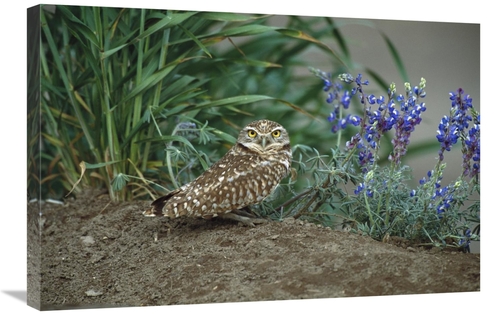 Global Gallery GCS-453296-2030-142 20 x 30 in. Burrowing Owl with Lupi