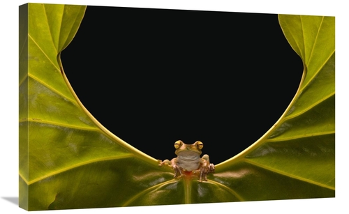 Global Gallery GCS-453192-2030-142 20 x 30 in. Cloud Forest Tree Frog 
