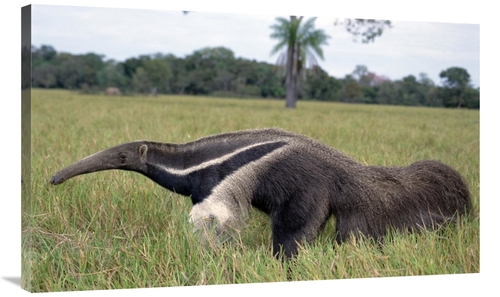 Global Gallery GCS-451480-40-142 40 in. Giant Anteater, Pantanal&#