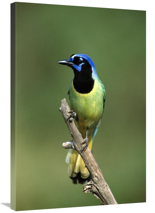 Global Gallery GCS-453287-2436-142 24 x 36 in. Green Jay Perching,