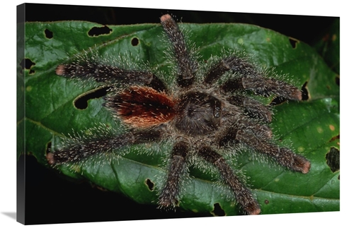 Global Gallery GCS-450797-2436-142 24 x 36 in. Tarantula Juvenile,