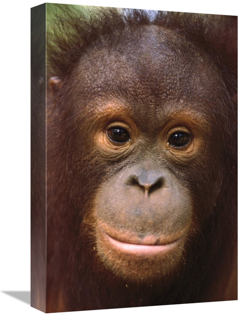 Global Gallery GCS-452735-1218-142 12 x 18 in. Orangutan Close-Up Port