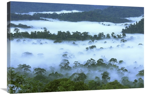 Global Gallery GCS-397668-2436-142 24 x 36 in. Canopy of Lowland Rainf