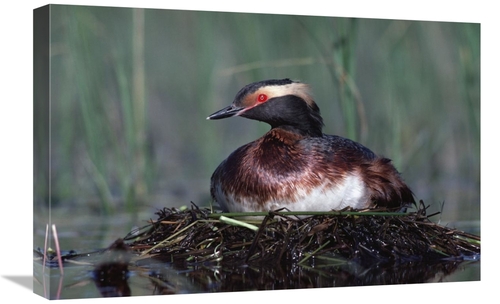 Global Gallery GCS-396730-1624-142 16 x 24 in. Horned Grebe Parent Inc