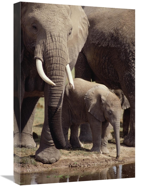 Global Gallery GCS-452750-1624-142 16 x 24 in. African Elephants & Bab
