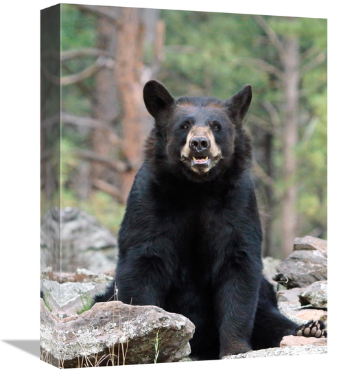 Global Gallery GCS-486425-16-142 16 in. Resting Bear Art Print - Vic S