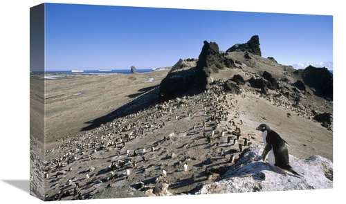 Global Gallery GCS-451281-1218-142 12 x 18 in. Adelie Penguin Overlook