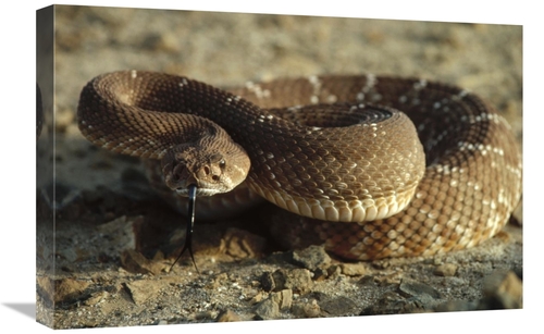 Global Gallery GCS-450734-1624-142 16 x 24 in. Red Rattlesnake, Ba