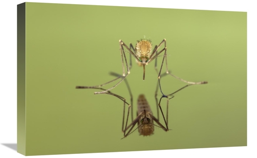 Global Gallery GCS-395357-1624-142 16 x 24 in. Mosquito Freshly Hatche