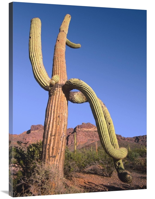 Global Gallery GCS-396797-3040-142 30 x 40 in. Ajo Mountains & Saguaro