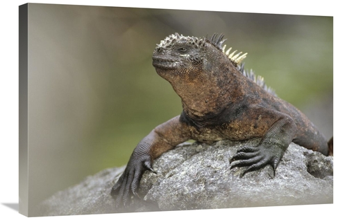 Global Gallery GCS-451057-2030-142 20 x 30 in. Marine Iguana Mature Ma